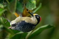 Datel cernolici - Melanerpes pucherani - Black-cheeked Woodpecker o2338